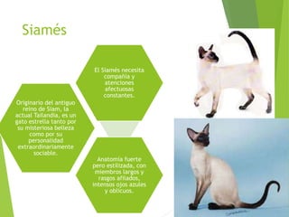 Siamés
Originario del antiguo
reino de Siam, la
actual Tailandia, es un
gato estrella tanto por
su misteriosa belleza
como por su
personalidad
extraordinariamente
sociable.
El Siamés necesita
compañía y
atenciones
afectuosas
constantes.
Anatomía fuerte
pero estilizada, con
miembros largos y
rasgos afilados,
intensos ojos azules
y oblicuos.
 