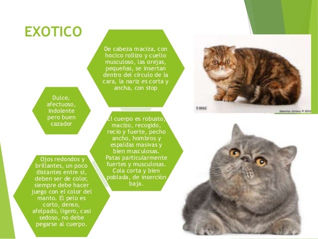 Generalidades de los gatos