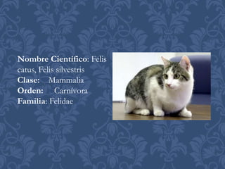 Nombre Científico: Felis
catus, Felis silvestris
Clase: Mammalia
Orden: Carnívora
Familia: Felidae
 