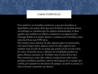 CARACTERÍSTICAS
Este animal es un mamífero carnívoro, y que por naturaleza es
depredador, esto quiere decir que caza el mismo sus propias presas,
sin embargo, se considera que las especies domesticadas, es decir
aquellas que cambian sus hábitos, conductas y en algunos casos
fisiología debido al contacto directo y continuo con el hombre, están
cerca de él hace casi 9.000 años.
Hay muchas razas, docenas de ellas, algunos gatos no tienen pelo,
otro tienen largos pelos, algunos nacen sin cola, según la raza
también varia el color de ese pelaje que puede ser de un solo color,
de varios, formando rayas, o dibujos, las tonalidades pueden ser
grises, blancas, naranjas, etc. También varia el color de los ojos.
Para comunicarse entre ellos utilizan vocalizaciones tales como
gemidos, maullidos, gruñidos, además del lenguaje de su cuerpo que
cambia, por ejemplo en situaciones de peligro, sus pelos se erizan, su
cola se levanta y muestran sus dientes.
 