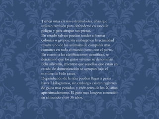 Tienen uñas en sus extremidades, uñas que
utilizan también para defenderse en caso de
peligro y para atrapar sus presas.
En estado salvaje pueden tender a formar
colonias o grupos, sin embargo en la actualidad
resulta uno de los animales de compañía mas
comunes en todo el mundo junto con el perro.
En cuanto a las clasificaciones científicas, se
determinó que los gatos salvajes se denominan
Felis silvestris, mientras que aquellos que están en
estado de domesticación se agrupan bajo el
nombre de Felis catus.
Dependiendo de la raza pueden llegar a pesar
hasta 7 kilogramos, sin embargo existen registros
de gatos mas pesados, y vivir cerca de los 20 años
aproximadamente. El gato mas longevo conocido
en el mundo vivió 36 años.
 