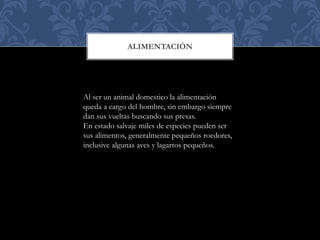 ALIMENTACIÓN
Al ser un animal domestico la alimentación
queda a cargo del hombre, sin embargo siempre
dan sus vueltas buscando sus presas.
En estado salvaje miles de especies pueden ser
sus alimentos, generalmente pequeños roedores,
inclusive algunas aves y lagartos pequeños.
 