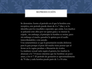 REPRODUCCIÓN
Se denomina Austro al periodo en el que la hembra esta
receptiva, este periodo puede durar de 4 a 7 días y se lo
identifica por los maullidos especiales que emite. Los machos
se pelearán ente ellos por ver quien gana y se merece la
cópula , sin embargo, al principio la hembra se resiste, pero
sin embargo el macho ganador la aprieta por el cuello
inmovilizándola y esta accede.
Una características es que la penetración resulta dolorosa
para la gata porque el pene del macho tiene puntas que al
frotar en la vagina produce a liberación de óvulos.
La madurez sexual varía según el genero, los machos la
alcanzan a lo 7-8 meses mientras que las hembras un poco
antes, a los 6-7. El período de gestación es aproximadamente
de 70 días y cada hembra puede parir de 1 a 10 crías.
 
