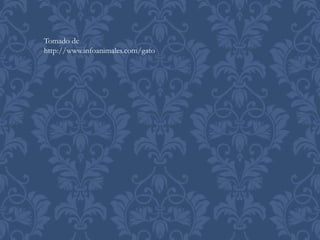 Tomado de
http://www.infoanimales.com/gato
 