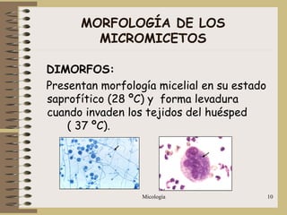 Micología 10
MORFOLOGÍA DE LOS
MICROMICETOS
DIMORFOS:
Presentan morfología micelial en su estado
saprofítico (28 ºC) y forma levadura
cuando invaden los tejidos del huésped
( 37 ºC).
 
