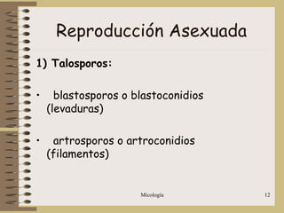 Micología 12
Reproducción Asexuada
1) Talosporos:
• blastosporos o blastoconidios
(levaduras)
• artrosporos o artroconidios
(filamentos)
 