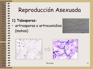 Micología 14
Reproducción Asexuada
1) Talosporos:
• artrosporos o artroconidios
(mohos)
 
