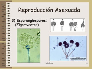 Micología 16
Reproducción Asexuada
3) Esporangiosporos:
(Zigomycetos)
 
