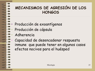 Micología 23
MECANISMOS DE AGRESIÓN DE LOS
HONGOS
• Producción de exoantígenos
• Producción de cápsula
• Adherencia
• Capacidad de desencadenar respuesta
inmune que puede tener en algunos casos
efectos nocivos para el huésped
 