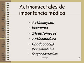 Micología 29
Actinomicetales de
importancia médica
• Actinomyces
• Nocardia
• Streptomyces
• Actinomadura
• Rhodococcus
• Dermatophilus
• Corynebacterium
 