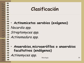 Micología 30
Clasificación
• Actinomicetos aerobios (exógenos)
Nocardia spp.
Streptomyces spp.
Actinomadura spp.
• Anaerobios,microaerófilos o anaerobios
facultativos (endógenos)
Actinomyces spp.
 