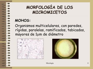Micología 8
MORFOLOGÍA DE LOS
MICROMICETOS
MOHOS:
Organismos multicelulares, con paredes,
rígidas, paralelas, ramificados, tabicados,
mayores de 1µm de diámetro
 