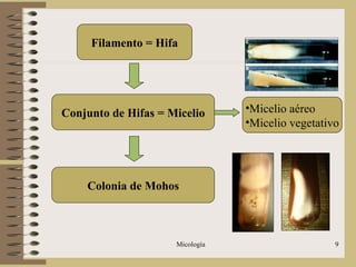 Micología 9
Colonia de Mohos
Filamento = Hifa
Conjunto de Hifas = Micelio •Micelio aéreo
•Micelio vegetativo
 