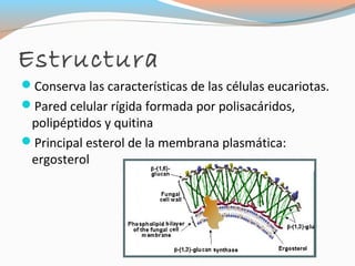 Generalidades de los hongos verano 2012 | PPT