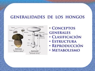 GENERALIDADES DE LOS HONGOS

              • Conceptos
              generales
              • Clasificación
              • Estructura
              • Reproducción
              • Metabolismo
 