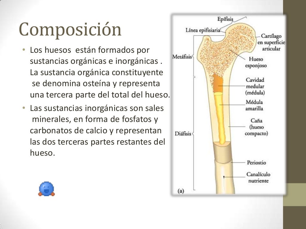 Generalidades de los huesos Generalidades de los huesos