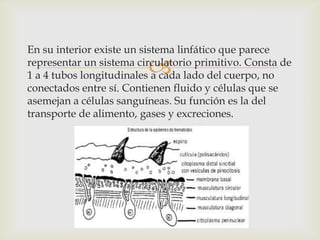 En su interior existe un sistema linfático que parece
representar un sistema circulatorio primitivo. Consta de
1 a 4 tubos longitudinales a cada lado del cuerpo, no
conectados entre sí. Contienen fluido y células que se
asemejan a células sanguíneas. Su función es la del
transporte de alimento, gases y excreciones.



 