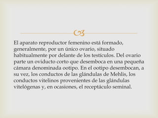 
El aparato reproductor femenino está formado,
generalmente, por un único ovario, situado
habitualmente por delante de los testículos. Del ovario
parte un oviducto corto que desemboca en una pequeña
cámara denominada ootipo. En el ootipo desembocan, a
su vez, los conductos de las glándulas de Mehlis, los
conductos vitelinos provenientes de las glándulas
vitelógenas y, en ocasiones, el receptáculo seminal.

 