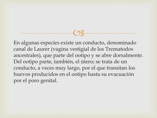 
En algunas especies existe un conducto, denominado
canal de Laurer (vagina vestigial de los Trematodos
ancestrales), que parte del ootipo y se abre dorsalmente.
Del ootipo parte, también, el útero; se trata de un
conducto, a veces muy largo, por el que transitan los
huevos producidos en el ootipo hasta su evacuación
por el poro genital.

 