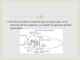 
 El útero se abre al exterior por un poro que, en la
mayoría de las especies, es común al aparato genital
masculino.

 