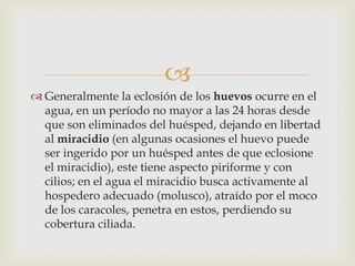 
 Generalmente la eclosión de los huevos ocurre en el
agua, en un período no mayor a las 24 horas desde
que son eliminados del huésped, dejando en libertad
al miracidio (en algunas ocasiones el huevo puede
ser ingerido por un huésped antes de que eclosione
el miracidio), este tiene aspecto piriforme y con
cilios; en el agua el miracidio busca activamente al
hospedero adecuado (molusco), atraído por el moco
de los caracoles, penetra en estos, perdiendo su
cobertura ciliada.

 