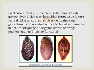 En el caso de los Schistosomas, las hembras de este
género viven alojadas en la cavidad formada en la cara
ventral del macho, misma que se denomina canal
ginecóforo. Los Trematodos que afectan al ser humano
tienen un solo juego de órganos reproductores y
pueden tener un intestino funcional.



 