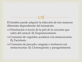 
El hombre puede adquirir la infección de tres maneras
diferentes dependiendo del trematodo:
 Penetración a través de la piel de la cercarias que
salen del caracol. Ej: Esquistosomiasis.
 Consumo de vegetales acuáticos con metacercarias.
Ej: Faciolosis.
 Consumo de pescado, cangrejo o moluscos con
metacercarias. Ej: Clonorquiosis y paragonimiosis.

 
