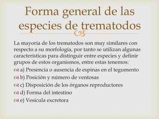 Forma general de las
especies de trematodos

La mayoría de los trematodos son muy similares con
respecto a su morfología, por tanto se utilizan algunas
características para distinguir entre especies y definir
grupos de estos organismos, entre estas tenemos:
 a) Presencia o ausencia de espinas en el tegumento
 b) Posición y número de ventosas
 c) Disposición de los órganos reproductores
 d) Forma del intestino
 e) Vesícula excretora

 