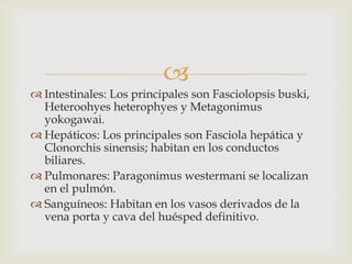 
 Intestinales: Los principales son Fasciolopsis buski,
Heteroohyes heterophyes y Metagonimus
yokogawai.
 Hepáticos: Los principales son Fasciola hepática y
Clonorchis sinensis; habitan en los conductos
biliares.
 Pulmonares: Paragonimus westermani se localizan
en el pulmón.
 Sanguíneos: Habitan en los vasos derivados de la
vena porta y cava del huésped definitivo.

 