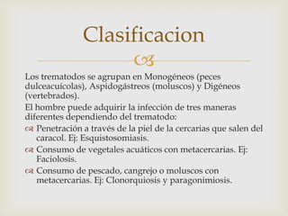 Clasificacion

Los trematodos se agrupan en Monogéneos (peces
dulceacuícolas), Aspidogástreos (moluscos) y Digéneos
(vertebrados).
El hombre puede adquirir la infección de tres maneras
diferentes dependiendo del trematodo:
 Penetración a través de la piel de la cercarias que salen del
caracol. Ej: Esquistosomiasis.
 Consumo de vegetales acuáticos con metacercarias. Ej:
Faciolosis.
 Consumo de pescado, cangrejo o moluscos con
metacercarias. Ej: Clonorquiosis y paragonimiosis.

 