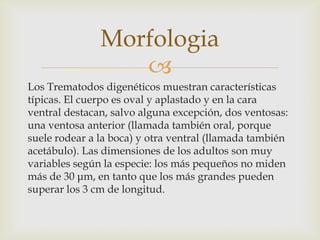 Morfologia

Los Trematodos digenéticos muestran características
típicas. El cuerpo es oval y aplastado y en la cara
ventral destacan, salvo alguna excepción, dos ventosas:
una ventosa anterior (llamada también oral, porque
suele rodear a la boca) y otra ventral (llamada también
acetábulo). Las dimensiones de los adultos son muy
variables según la especie: los más pequeños no miden
más de 30 μm, en tanto que los más grandes pueden
superar los 3 cm de longitud.

 
