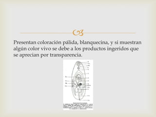 
Presentan coloración pálida, blanquecina, y si muestran
algún color vivo se debe a los productos ingeridos que
se aprecian por transparencia.

 
