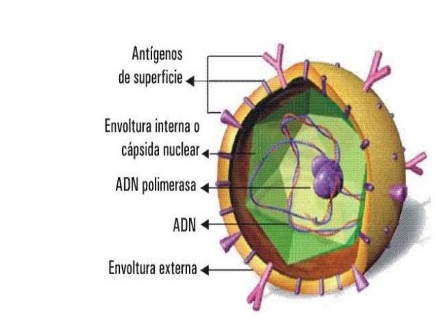 Generalidades de los virus