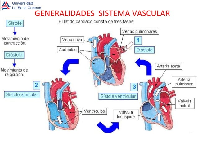 Generalidades del s.c | PPT