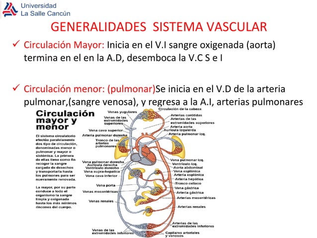 Generalidades del s.c | PPT