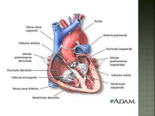 CIRCULACION MAYOR Y MENOR 
 División de la circulación sanguínea 
 Los dos corazones tienen que bombear el mismo 
volume...