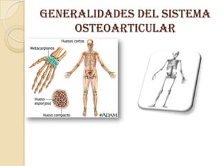 GENERALIDADES DEL SISTEMA
OSTEOARTICULAR
 