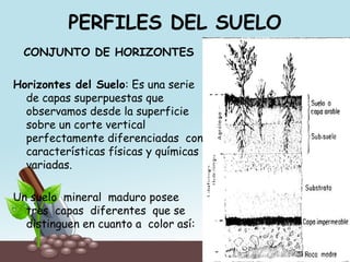 PERFILES DEL SUELO
CONJUNTO DE HORIZONTES
Horizontes del Suelo: Es una serie
de capas superpuestas que
observamos desde la superficie
sobre un corte vertical
perfectamente diferenciadas con
características físicas y químicas
variadas.
Un suelo mineral maduro posee
tres capas diferentes que se
distinguen en cuanto a color así:
 