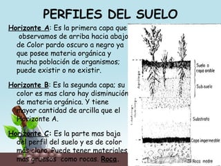 PERFILES DEL SUELO
Horizonte A: Es la primera capa que
observamos de arriba hacia abajo
de Color pardo oscuro a negro ya
que posee materia orgánica y
mucha población de organismos;
puede existir o no existir.
Horizonte B: Es la segunda capa; su
color es mas claro hay disminución
de materia orgánica. Y tiene
mayor cantidad de arcilla que el
Horizonte A.
Horizonte C: Es la parte mas baja
del perfil del suelo y es de color
más claro. Puede tener materiales
mas gruesos como rocas. Roca.
 