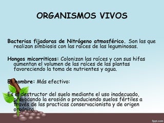 ORGANISMOS VIVOS
Bacterias fijadoras de Nitrógeno atmosférico. Son las que
realizan simbiosis con las raíces de las leguminosas.
Hongos micorriticos: Colonizan las raíces y con sus hifas
aumentan el volumen de las raíces de las plantas
favoreciendo la toma de nutrientes y agua.
El hombre: Más efectivo:
Es el destructor del suelo mediante el uso inadecuado,
provocando la erosión o produciendo suelos fértiles a
través de las practicas conservacionista y de origen
orgánico.
 