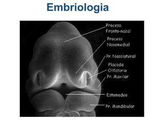 Embriologia
 