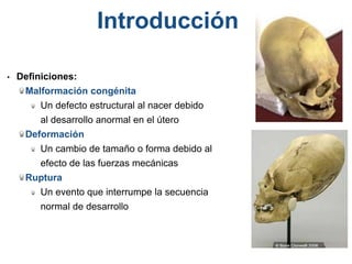 • Definiciones:
Malformación congénita
Un defecto estructural al nacer debido
al desarrollo anormal en el útero
Deformación
Un cambio de tamaño o forma debido al
efecto de las fuerzas mecánicas
Ruptura
Un evento que interrumpe la secuencia
normal de desarrollo
Introducción
 