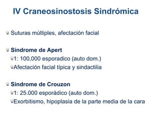 Suturas múltiples, afectación facial
Síndrome de Apert
1: 100,000 esporadico (auto dom.)
Afectación facial típica y sindactilia
Síndrome de Crouzon
1: 25.000 esporádico (auto dom.)
Exorbitismo, hipoplasia de la parte media de la cara
IV Craneosinostosis Sindrómica
 