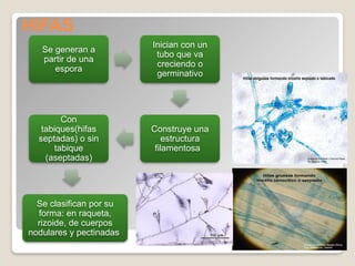 generalidadesdemicologia-170626214248.pptx