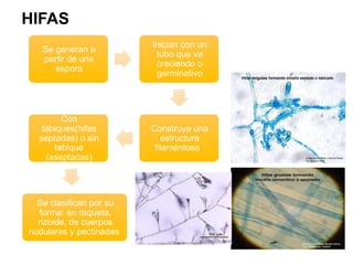 Generalidades De Micologia Diagnostico Y Tratamiento PPTX