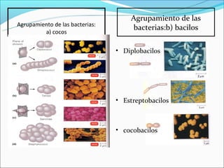 Agrupamiento de las
Agrupamiento de las bacterias:
                                     bacterias:b) bacilos
         a) cocos


                                 • Diplobacilos




                                 • Estreptobacilos



                                 • cocobacilos
 