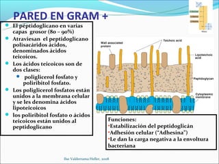 PARED EN GRAM +
 El péptidoglicano en varias
    capas grosor (80 – 90%)
   Atraviesan el peptidoglicano
    polisacáridos ácidos,
    denominados ácidos
    teicoicos.
   Los ácidos teicoicos son de
    dos clases:
       poliglicerol fosfato y
         poliribitol fosfato.
   Los poliglicerol fosfatos están
    unidos a la membrana celular
    y se les denomina ácidos
    lipoteicoicos
   los poliribitol fosfato o ácidos
    teicoicos están unidos al                       Funciones:
    peptidoglicano                                  •Estabilización del peptidoglicán
                                                    •Adhesión celular (“Adhesina”)
                                                    •Le dan la carga negativa a la envoltura
                                                    bacteriana

                         Ilse Valderrama Heller, 2008
 
