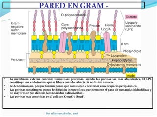 PARED EN GRAM -




•   La membrana externa contiene numerosas proteínas, siendo las porinas las más abundantes. El LPS
    constituye una endotoxina, que se libera cuando la bacteria se divide o muere.
•   Se denominan así, porque forman poros que comunican el exterior con el espacio periplásmico.
•   Las porinas constituyen poros de difusión inespecíficos que permiten el paso de sustancias hidrofílicas y
    no mayores de 700 daltons (aminoácidos o disacáridos).
•   Las porinas más conocidas en E. coli son OmpC y OmpF.




                              Ilse Valderrama Heller, 2008
 