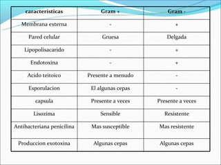 características              Gram +             Gram -

   Membrana externa                 -                  +

      Pared celular              Gruesa            Delgada

    Lipopolisacarido                -                  +

      Endotoxina                    -                  +

     Acido teitoico         Presente a menudo          -

      Esporulacion           El algunas cepas          -

        capsula              Presente a veces   Presente a veces

        Lisozima                Sensible          Resistente

Antibacteriana penicilina    Mas susceptible    Mas resistente


 Produccion exotoxina         Algunas cepas      Algunas cepas
 