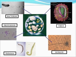BACTERIAS



PROTOZOOS       VIRUS




              HONGOS
 Helmintos
 